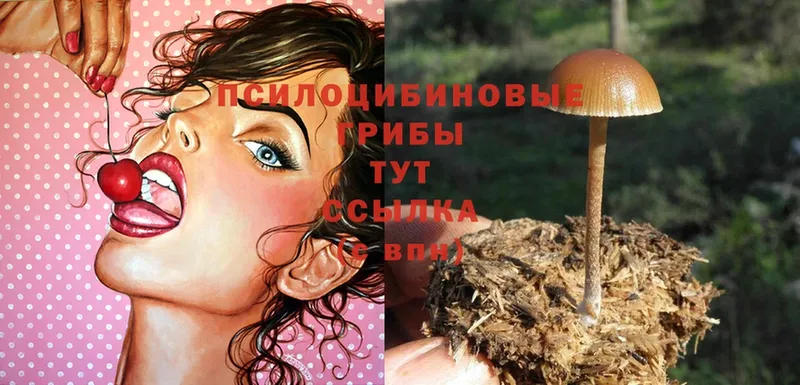 Псилоцибиновые грибы Psilocybe  где купить наркоту  Елабуга 